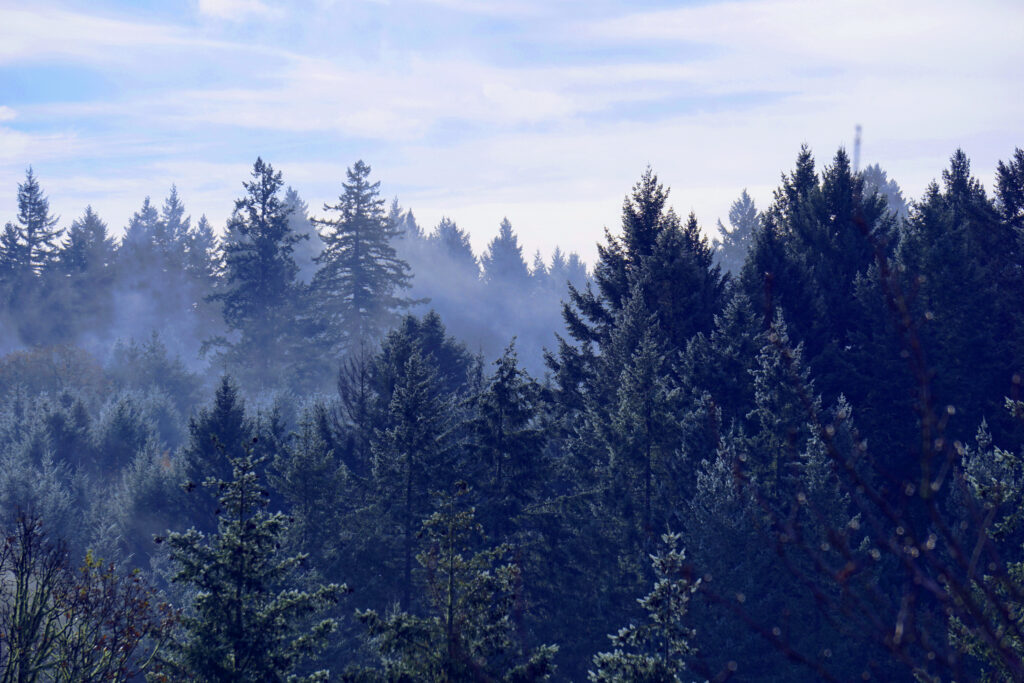 Trees - Lapis Carbon Solutions