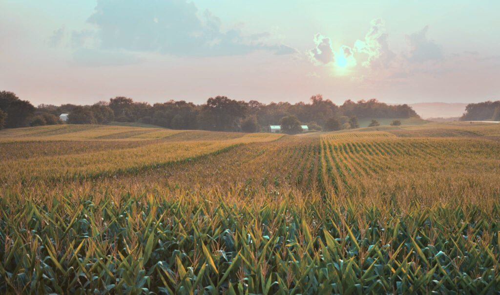 A Midwestern Cornfield Glistens Below The Setting Sun - Lapis Carbon Solutions